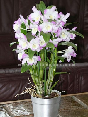Hoa Lan Dendro Màu Trắng Tím