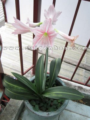 Cây Hoa Lan Huệ