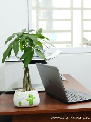 Cây Kim Ngân Để Bàn