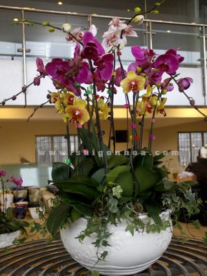 Chậu Lan Hồ Điệp 12 Cành