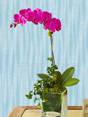 Hoa Lan Hồ Điệp Tím Chậu 1 Cành
