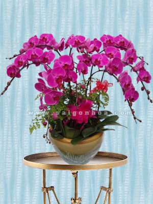 Hoa Lan Hồ Điệp Tím Chậu 8 Cành