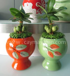 Cây May Mắn Chân Đế