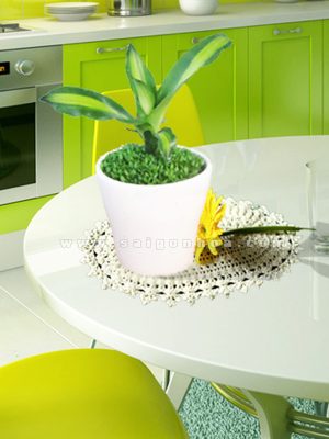 Cây May Mắn Phát Tài