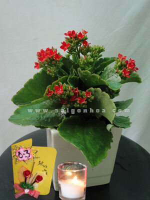 Hoa Sống Đời Ngày 8-3