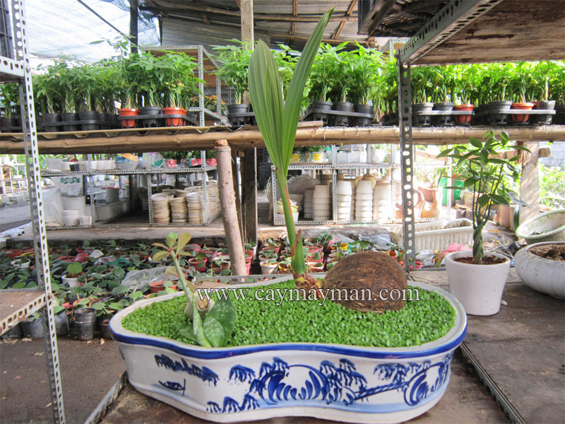 chau tieu canh may man