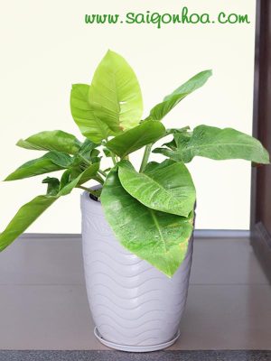Cây Trầu Bà Đế Vương Xanh
