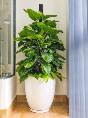 Chậu Cây Trầu Bà Xanh Leo