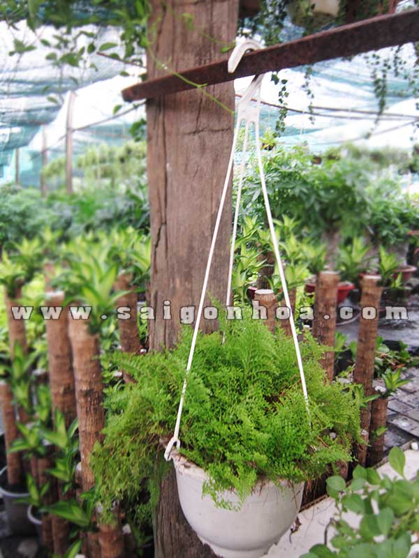 Cây Dương Xỉ Lá Nhuyễn Chậu Treo