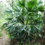 co uc cay cong trinh