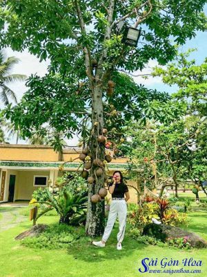 Cây Đầu Lân - Cây Tha La