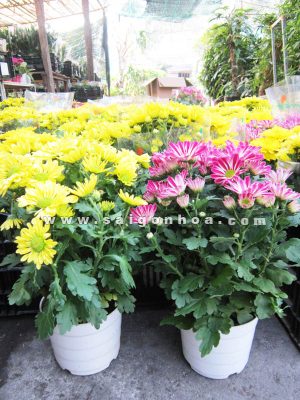 Hoa Cúc Đà Lạt