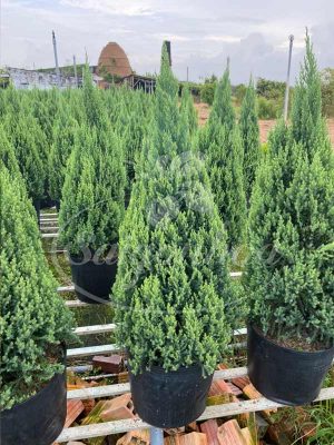 Cây Tùng Búp-Cây Tùng Bút-Cây Thông Noel