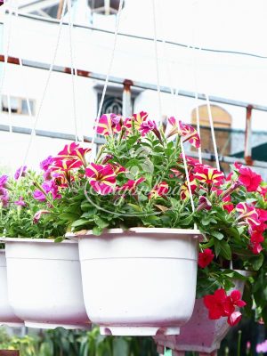 Hoa Dã Yến Thảo Chậu Treo