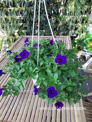 Hoa Dã Yến Thảo Tím Chậu Treo