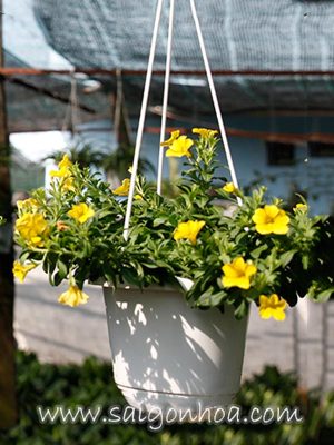 Hoa Dã Yến Thảo Vàng Chậu Treo