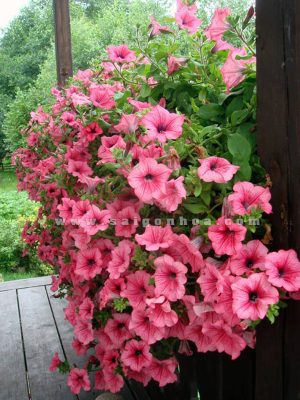 Hoa Dã Yến Thảo Hàng Rào