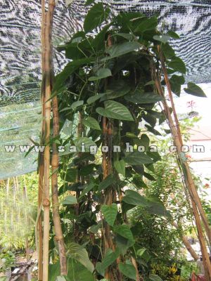 Dây Liêm Hồ Đằng