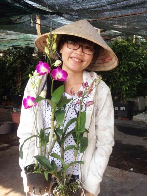 Hoa Lan Dendro Màu Tím