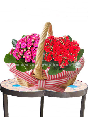 Giỏ Hoa Sống Đời Kép