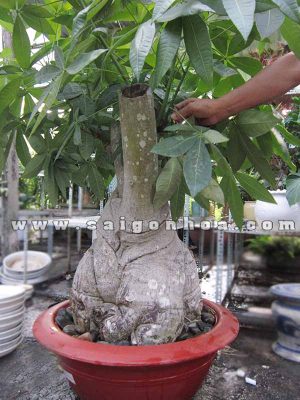 Chậu Cây Kim Ngân Dính Thân