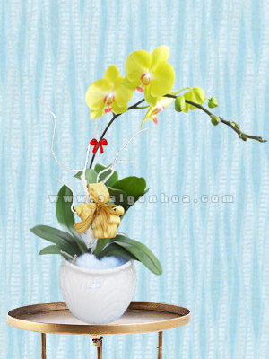 Hoa Lan Hồ Điệp Vàng Chậu 1 Cành