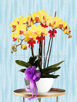 Hoa Lan Hồ Điệp Vàng Chậu 4 Cành