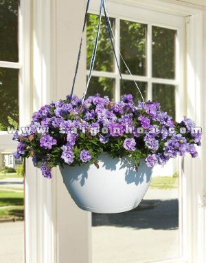 Hoa Dã Yến Thảo Kép