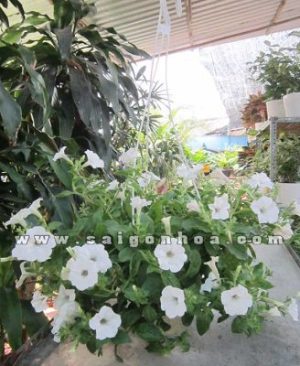 Cây Hoa Dạ Yên Thảo