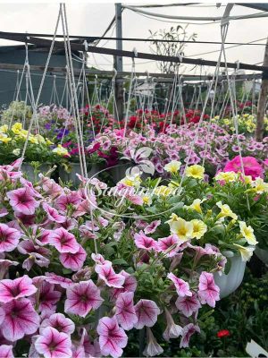 Hoa Dạ Yên Thảo Rũ Chậu Treo