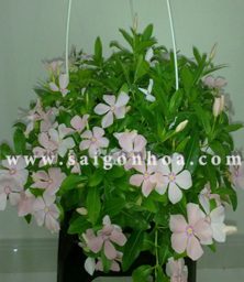 hoa dua can ru chau treo