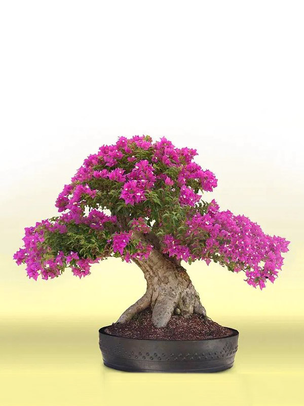 Top 105+ hoa giấy bonsai đẹp