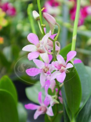 Hoa Lan Dendro Màu Hồng