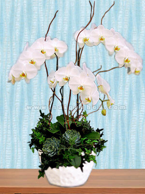 Hoa Lan Hồ Điệp Trắng Chậu 3 Cành
