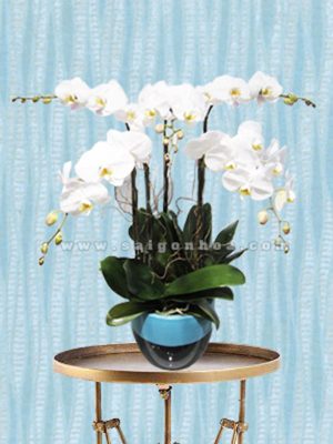 Hoa Lan Hồ Điệp Trắng Chậu 5 Cành