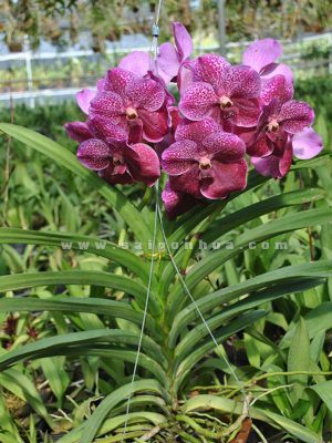Hoa Lan Vanda Lá Dẹp