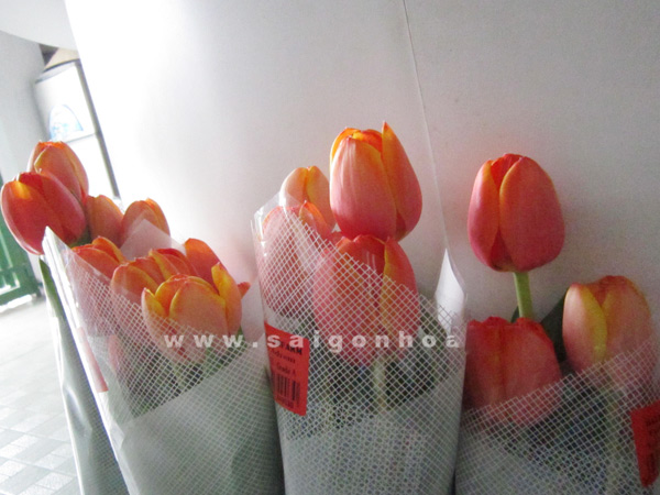 Hoa Tulip Mau Cam