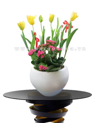 Hoa Tulip Va Hoa Song Doi