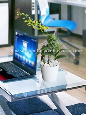 Hoa Lan Dendro Màu Vàng