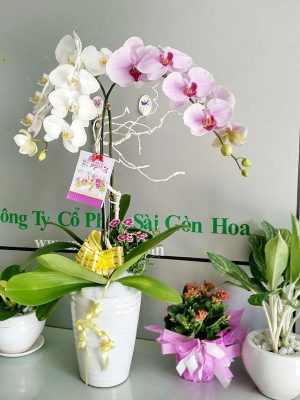 Chậu Lan Hồ Điệp 2 Cành