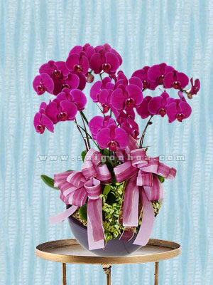 Hoa Lan Hồ Điệp Tím Chậu 7 Cành