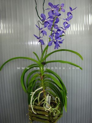Hoa Lan Vanda Tím