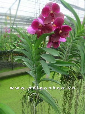 Hoa Lan Vanda Hồng