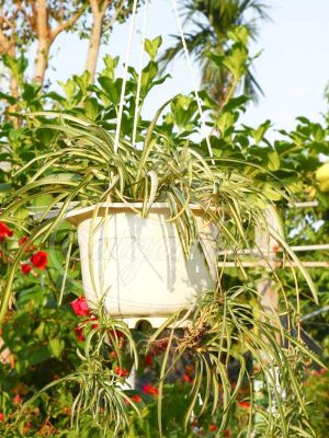 Cây Mẫu Tử Chậu Treo