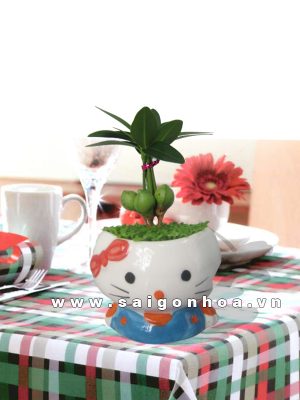 Cây may mắn mèo kitty