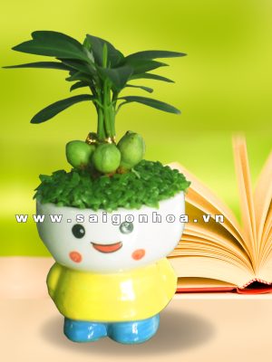 Chậu May Mắn Tài Lộc Sakura