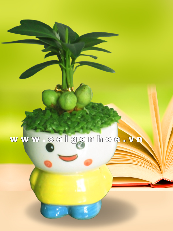 Chậu May Mắn Tài Lộc Sakura