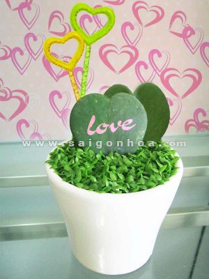 Cặp Chậu May Mắn Trái Tim