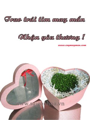 Chậu May Mắn Chung Đôi