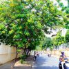 17 cây bóng mát khuyến khích trồng đường phố